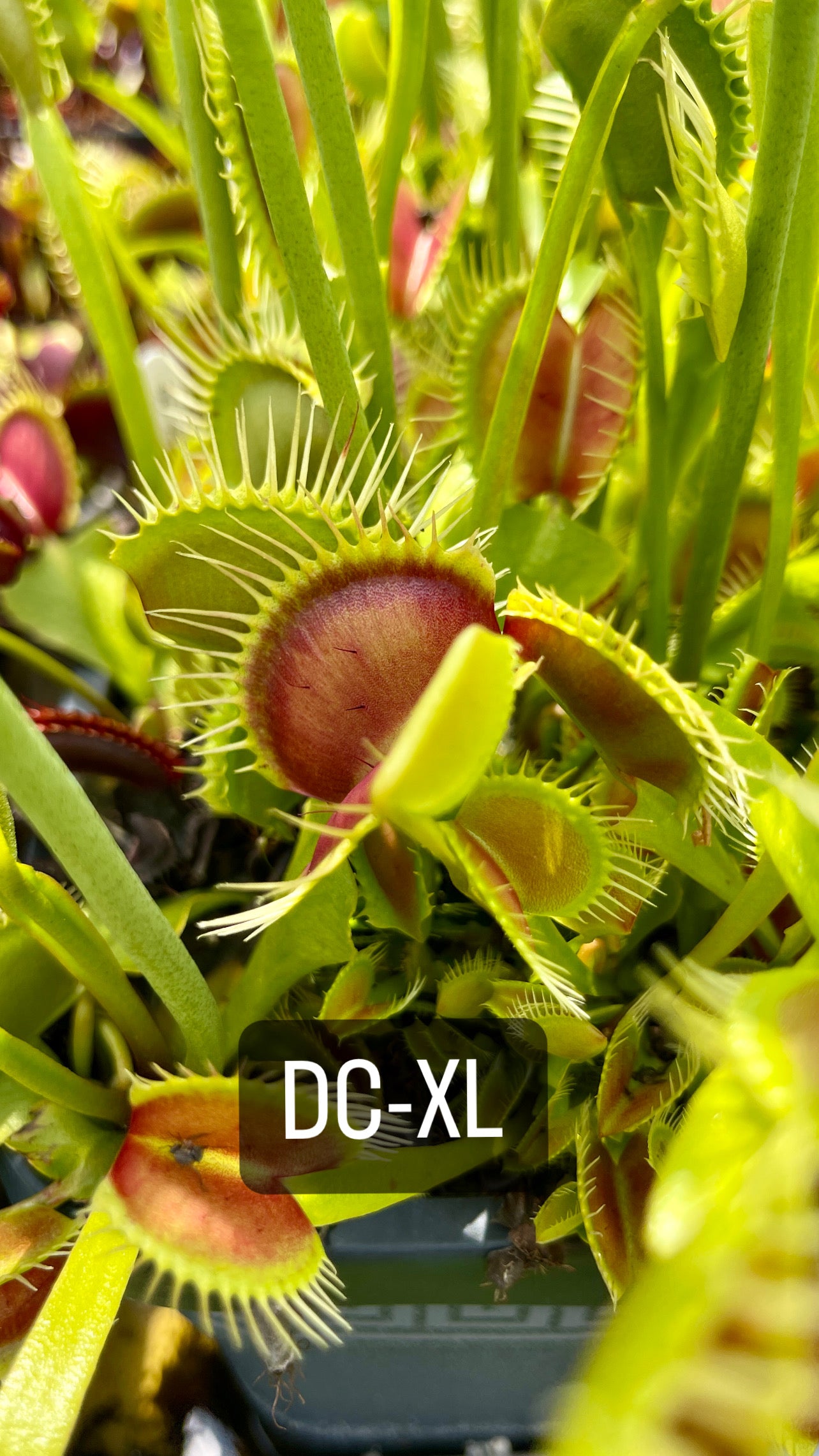 DC-XL Cultivar - Bare Root Venus fly trap