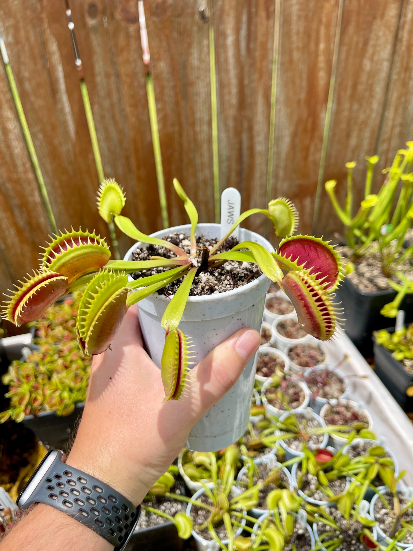 Jaws Cultivar - Bare Root Live Venus Flytrap
