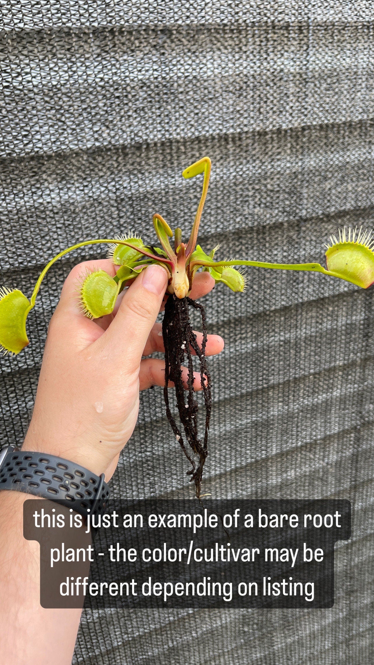 La Grosse a Guigui Cultivar - Bare Root Venus fly trap | Venus Flytrap - Giant variety | Massive traps | Bug eating plant | Carnivorous