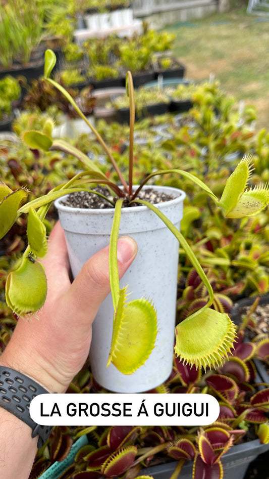 La Grosse a Guigui Cultivar - Bare Root Venus fly trap | Venus Flytrap - Giant variety | Massive traps | Bug eating plant | Carnivorous