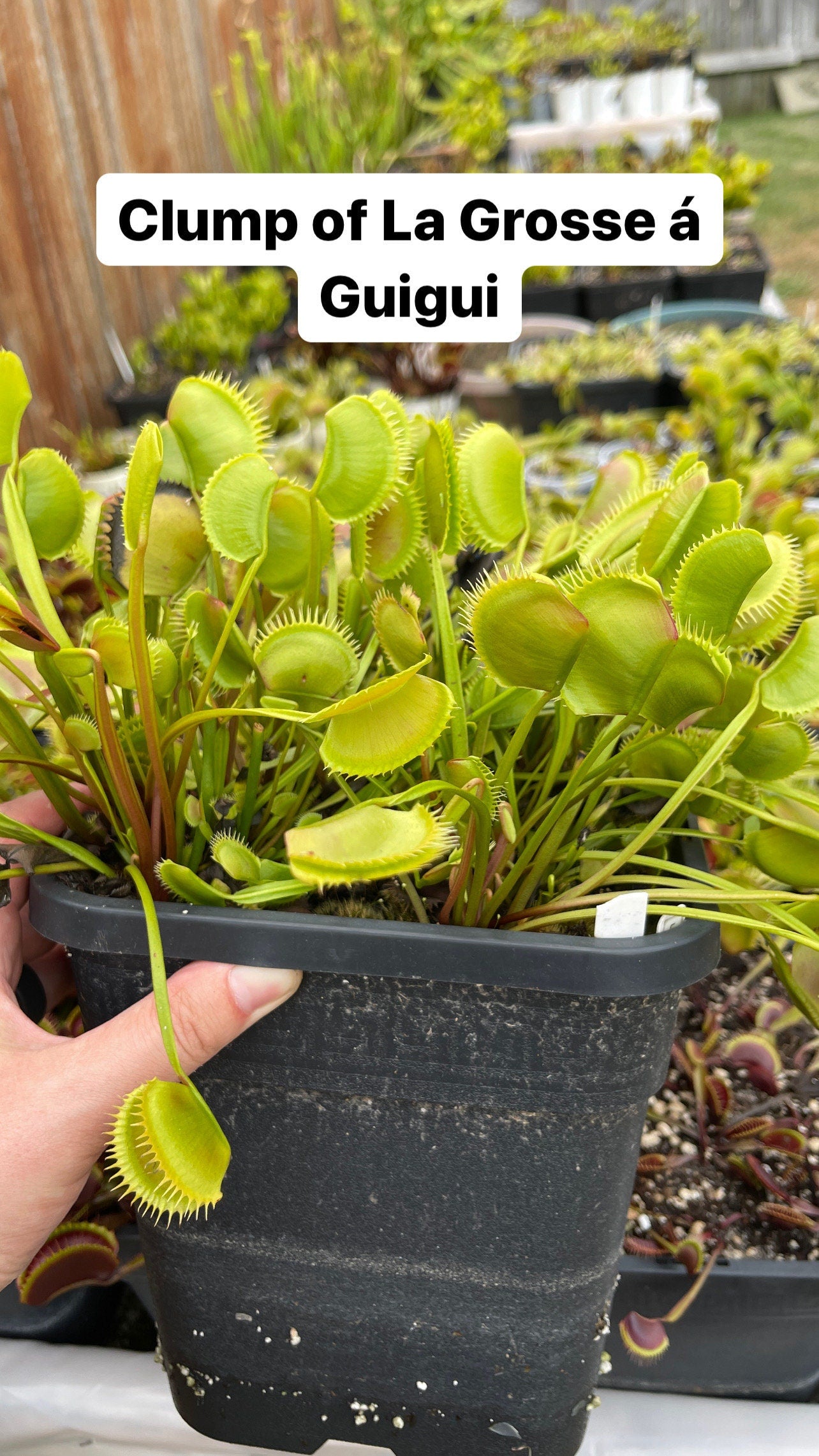 La Grosse a Guigui Cultivar - Bare Root Venus fly trap | Venus Flytrap - Giant variety | Massive traps | Bug eating plant | Carnivorous