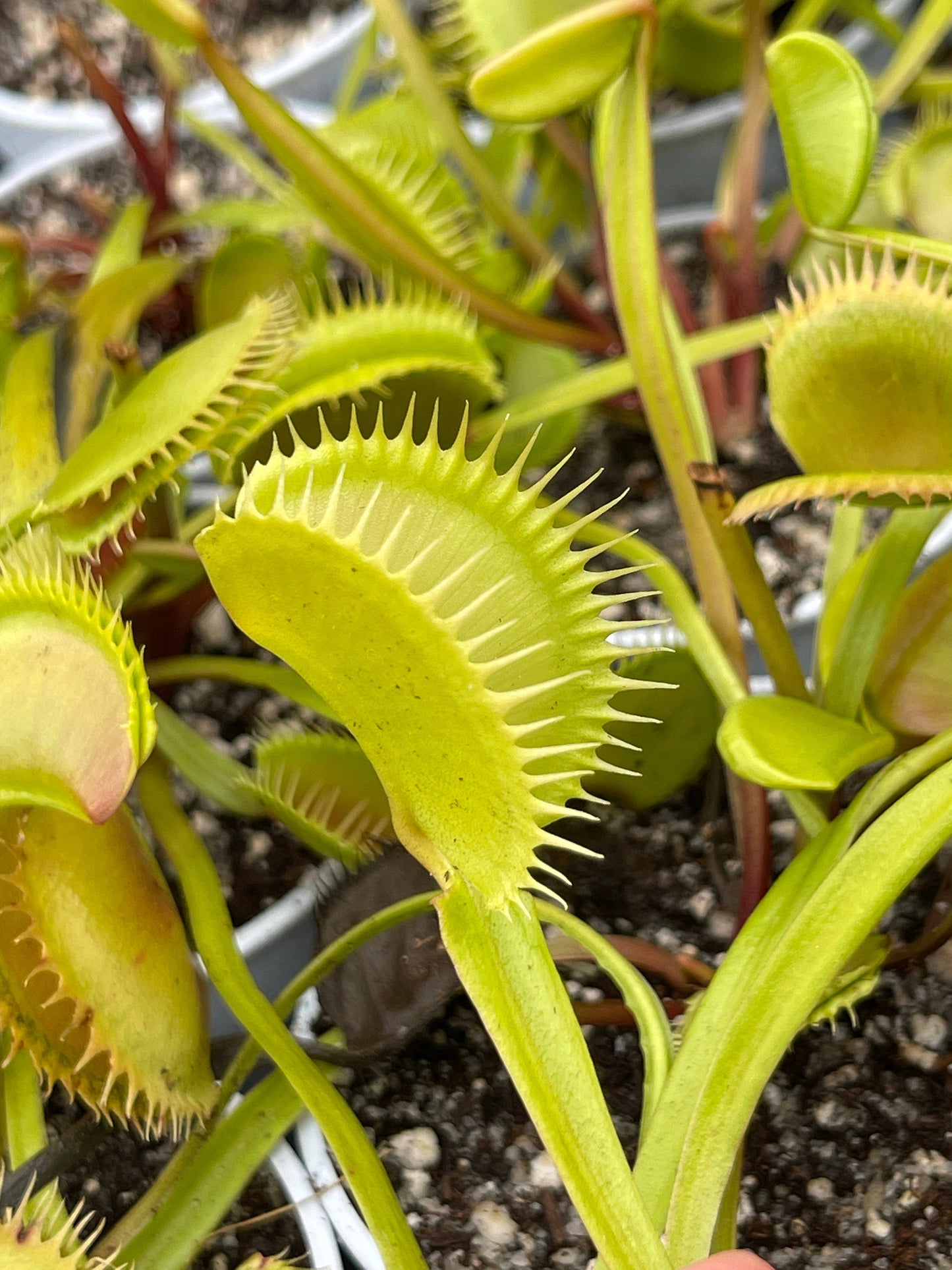 La Grosse a Guigui Cultivar - Bare Root Venus fly trap | Venus Flytrap - Giant variety | Massive traps | Bug eating plant | Carnivorous