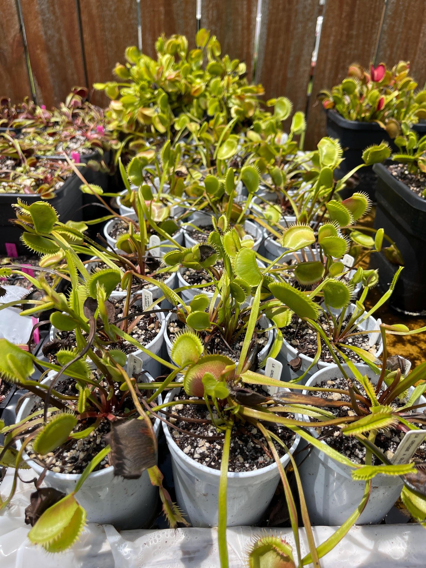 La Grosse a Guigui Cultivar - Bare Root Venus fly trap | Venus Flytrap - Giant variety | Massive traps | Bug eating plant | Carnivorous